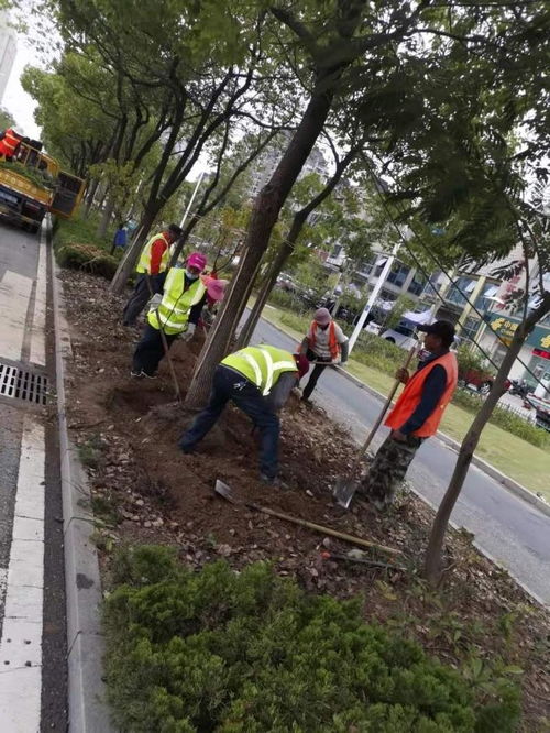 我校順利推動(dòng)皖江大道綠化隔離帶移除工程落地
