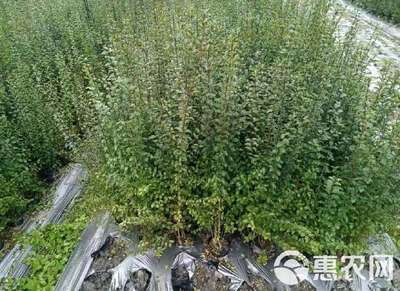 小葉女貞 小葉女貞苗 陜西小葉女貞樹苗 基地批發(fā) 直銷價(jià)格
